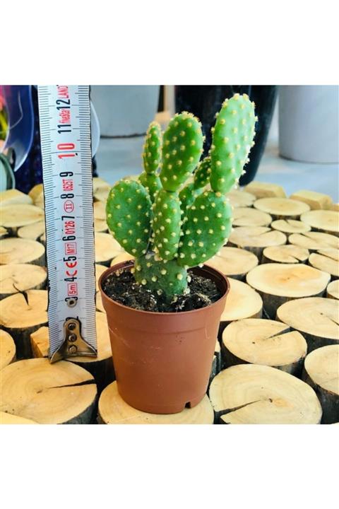 EGZOTİKBAHÇE Opuntia Microdasys Rufida Cactus Bol Yavru Tavşan Kulağı Kaktüs