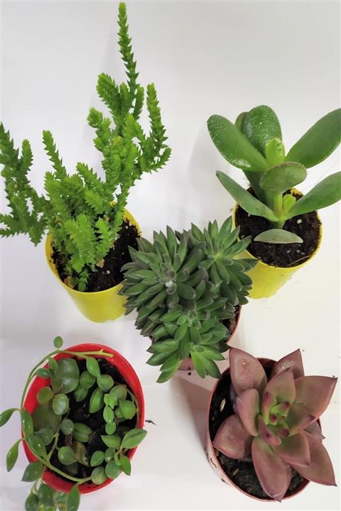 Gençalp Ucuzluk Pazarı 5`li Sukulent