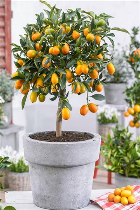 HB BOTANIC Kumkuat, Kamkat, Mini Portakal Tohumu / 5 Adet Tohum