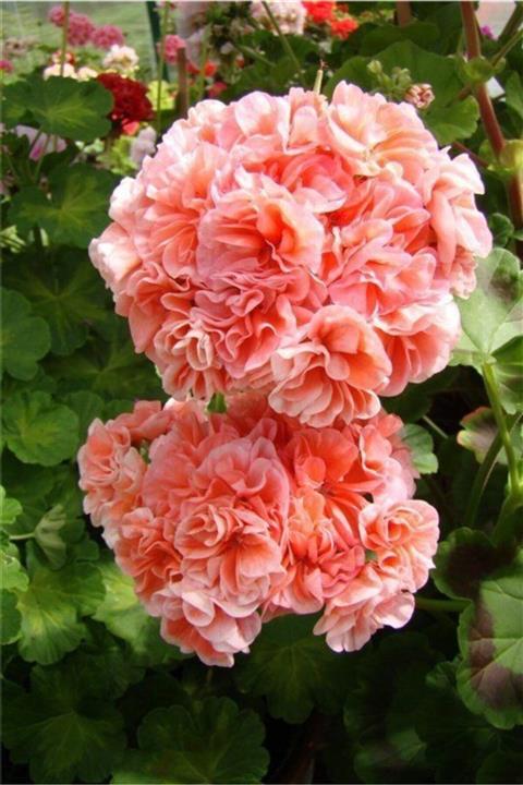 LOBELYA TOHUMCULUK 10 Adet Gül Kurusu Renkli Gül Sardunya Çiçeği Tohumu