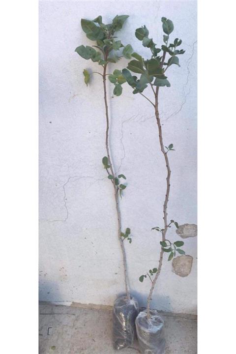 Alanyatropikal Aşıya Gelmiş Antep Fıstık Fidanı 3 Dişi 1 Erkek