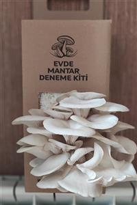 Evde Mantar İstiridye Mantarı Hobi Deneme Kiti  Yetiştirin