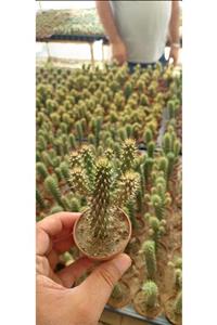 ÇİÇEKFLİX Opuntia Cylindrica Özel Seri Kaktüs Meksika 1. Kalite