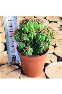 EGZOTİKBAHÇE Cereus Peruvianus Monstrosus Cactus Koleksiyonluk Formlu Kaktüs