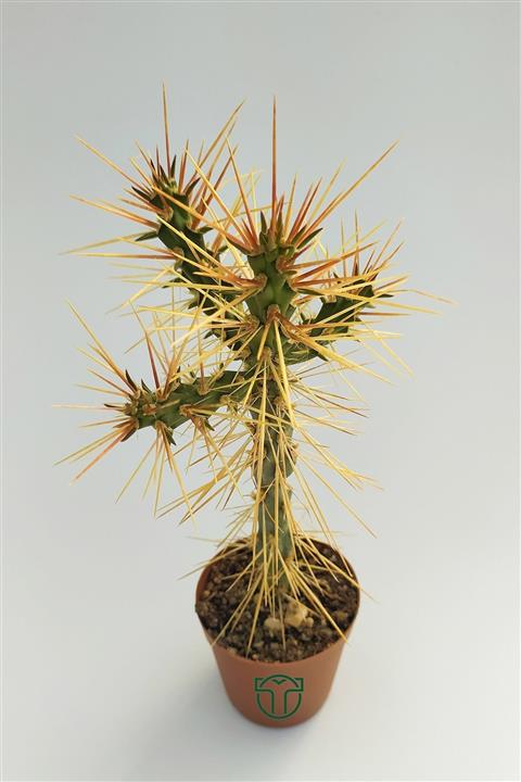 Toptan Kaktüs Cylindropuntia Whipplei 5.5 Cm Saksıda