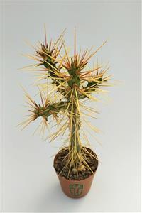 Toptan Kaktüs Cylindropuntia Whipplei 5.5 Cm Saksıda