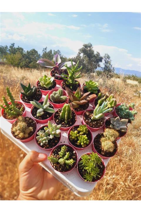 Hira çiçekçilik. 20'li Kaktüs Sukulent Mix