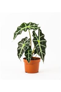 Cemre Garden Alocasia Polly - Fil Kulağı - Ev Ofis Salon Iç Mekan Bitkisi - 30 Cm