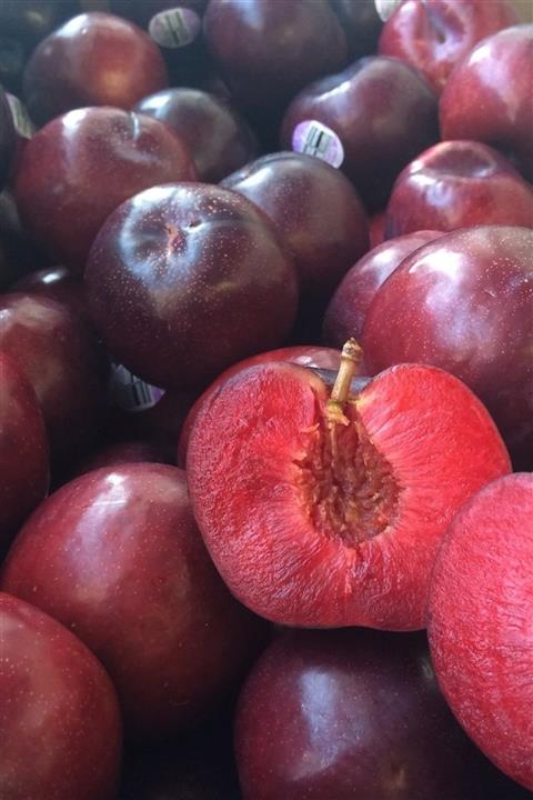 Rüya Peyzaj 2 Yaşlı Açık Köklü Splendor Erik