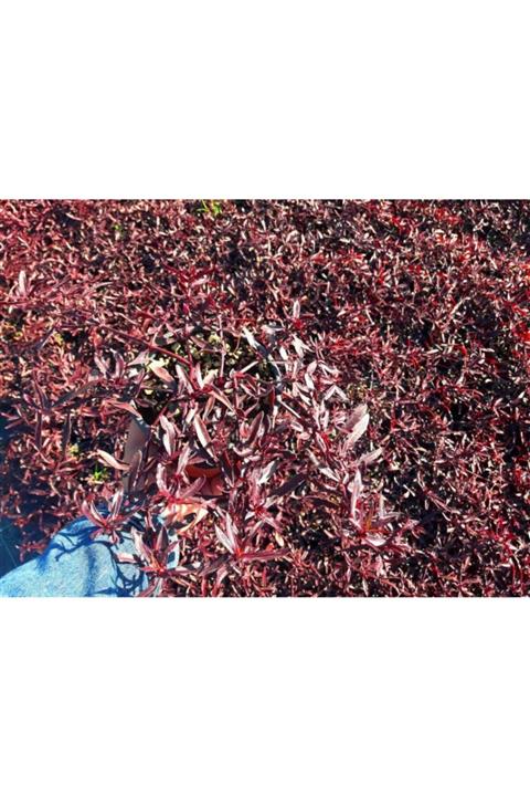 Tunç Botanik Bordo Mozaik Çalısı 20 Adet - Alternanthera Ficoidea Red Threads