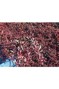 Tunç Botanik Bordo Mozaik Çalısı 20 Adet - Alternanthera Ficoidea Red Threads