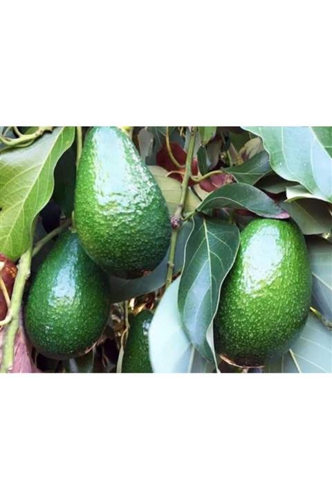 Alanyatropikal Aşılı Tüplü Bacon Avokado Yaş 2 Boy 90 150
