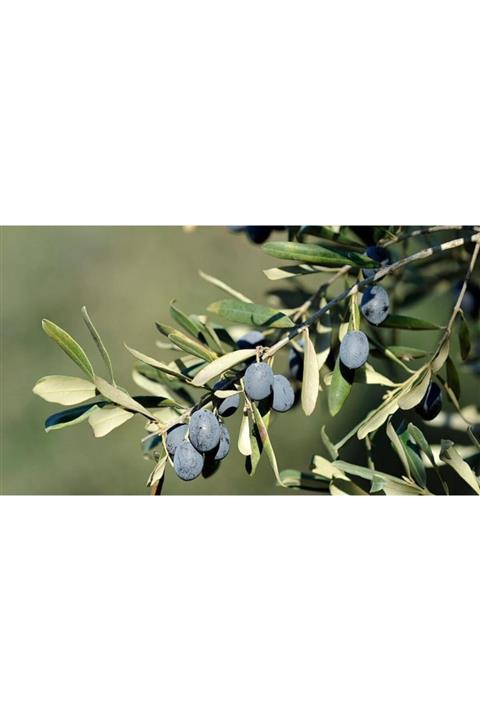 Tunç Botanik Trilye (gemlik) Zeytin Fidanı 20 Adet