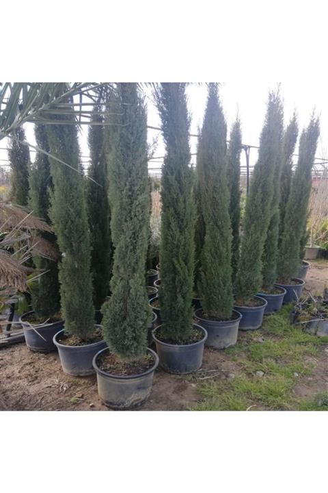 ALİBOTANİK Kalem Servi Fidanı 2 Metre