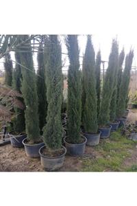 ALİBOTANİK Kalem Servi Fidanı 2 Metre