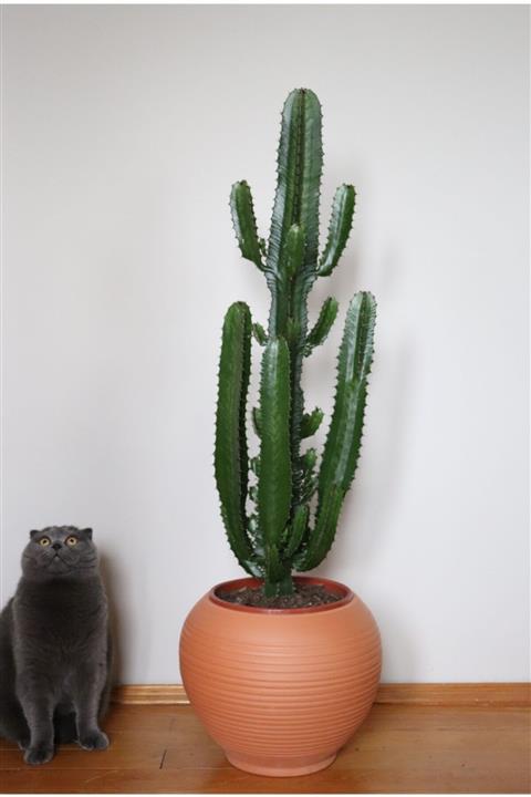 botanicsera Euphorbia Acrurensis Kaktüs