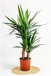 Fidanburada Yuka Bitkisi Yucca Massengena 2 Gövdeli 70-90 cm