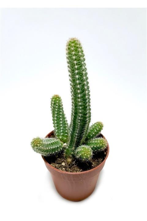 ünal kaktüs Chamaecereus Silvestrii (echinopsis Chamaecereus) Kaktüs