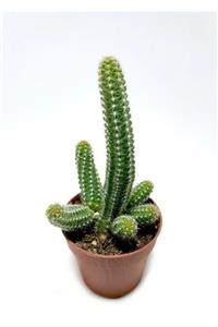 ünal kaktüs Chamaecereus Silvestrii (echinopsis Chamaecereus) Kaktüs