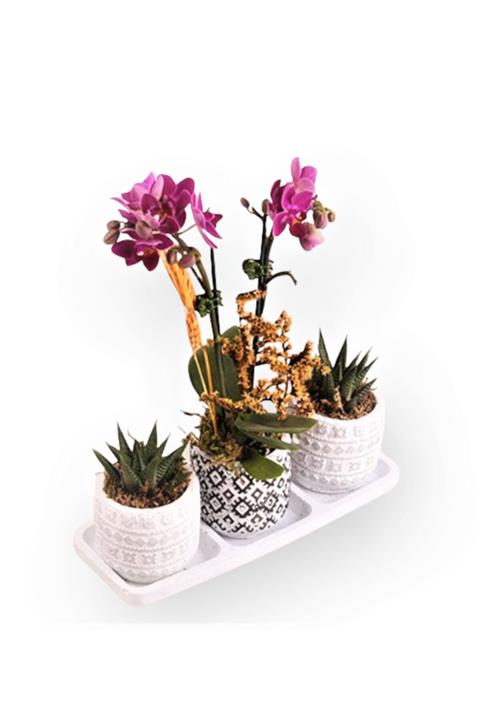 OPİA FLOWERS Iki Dal Mini Mor Orkide Ve Haworthia Limifolia - Beton Saksıda Canlı Çiçek
