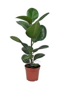 serada decor plant Kauçuk Bitkisi 50 60 Cm Ev Bitkisi Ofis Bitkisi Salon Bitkisi Iç Mekan Bitki