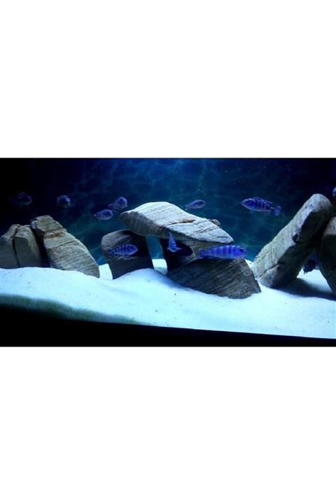 Kanki Pet Akvaryum Kumu Beyaz Kalsit Silis 10 Kg