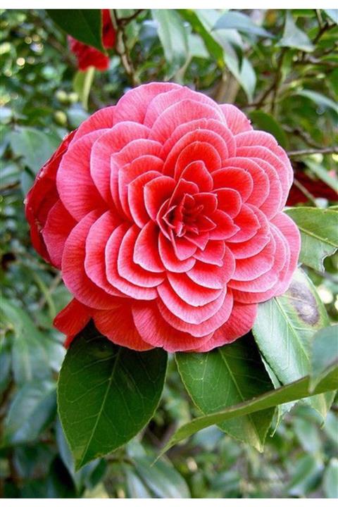 NANDİNA BOTANİK Katmerli Yıldız Pembe Kamelya Çiçeği Tohumu 10 15 Adet (camellıa Japon Gülü)