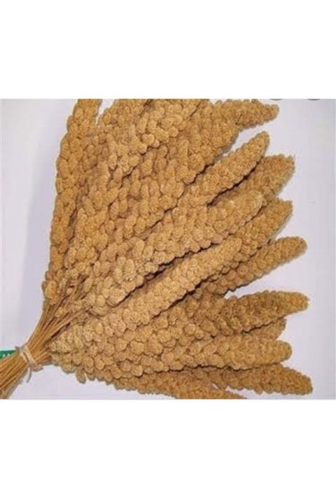 YEMPARK Dal Darı-doğal Sarı Daldarı