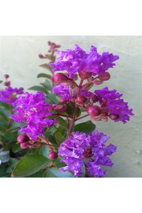 ÇİÇEKFLİX Mor Çiçekli Oya Ağacı 1.kalite Özel