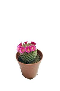 Sukulent Bahçem Mammillaria Lanata (5,5 CM SAKSIDA) Pembe Çiçek Açan Kaktüs