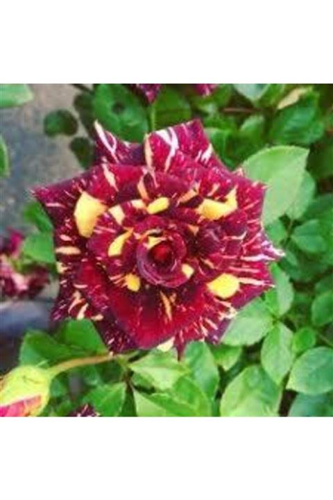 YAYLA TARIM 3 Adet Gül Fidanı ( Bordo Sarı Renk ) Sarmaişık Kokulu Açık Kök 1,5 Yaşında