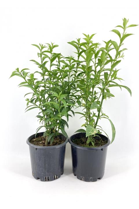 My Botanik Melisa Çiçeği 30-40 cm 2'li