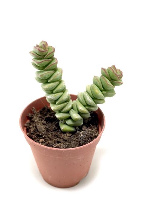 ünal kaktüs Crassula Babynecklace (sukulent)