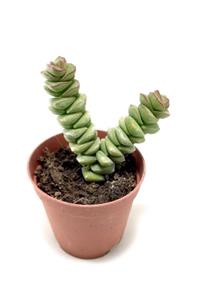 ünal kaktüs Crassula Babynecklace (sukulent)