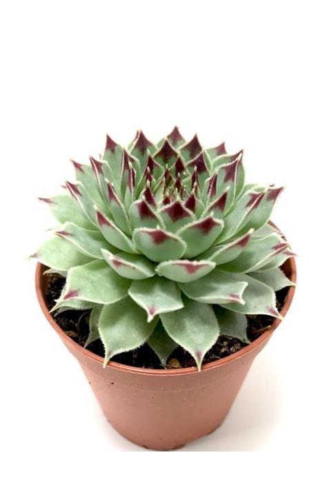 ünal kaktüs Sempervivum Calcareum (sukulent)
