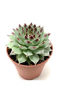 ünal kaktüs Sempervivum Calcareum (sukulent)