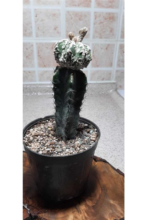 GÜLDEN TİCARET Astrophytum Asterias