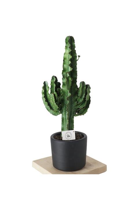 Heryerbitki Süs Bitkileri Saksılı Kaktüs 80 cm