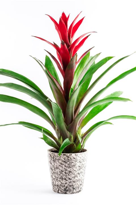 Bizim Bahçe Çiçekçilik Kırmızı Guzmania Çiçeği 03