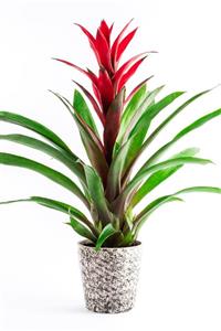 Bizim Bahçe Çiçekçilik Kırmızı Guzmania Çiçeği 03