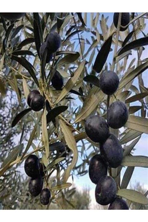 NET TARIM 5 Adet Gemlik Trilye Zeytin Fidanı Tüplü 2 Yaş 1,5 Metre