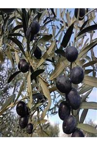 NET TARIM 5 Adet Gemlik Trilye Zeytin Fidanı Tüplü 2 Yaş 1,5 Metre