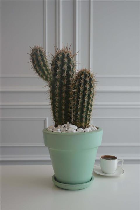 lalin greenhouse Hedgehog Kaktüs Terracotta Saksıda Büyük Boy