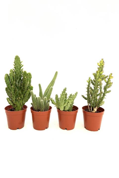 Arts Gardens 4 Adet Kaktüs 5.5cm Saksıda