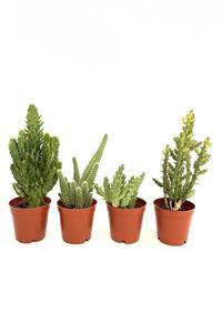 Arts Gardens 4 Adet Kaktüs 5.5cm Saksıda