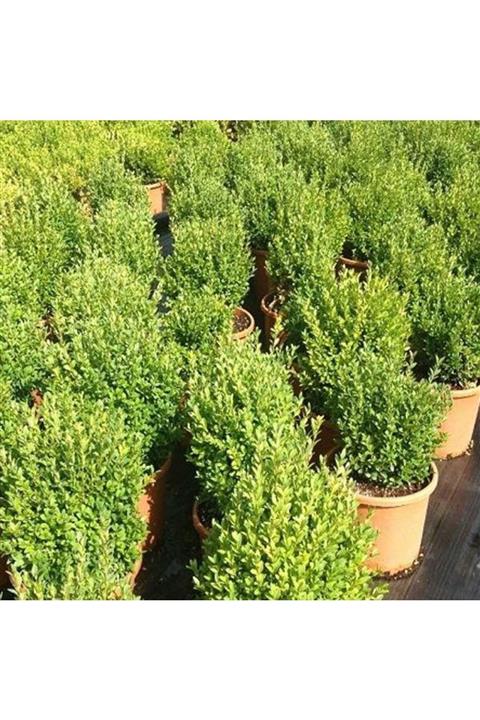 çilekdiyarii 1 Adet ( Şimşir ) Fidanı 40 -50 Cm Tüplüdür