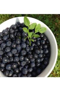 Zencefil Organik Yaban Mersini Taze Yaş Yerli Hambeleş Murt 3 Kg Blueberry Değildir