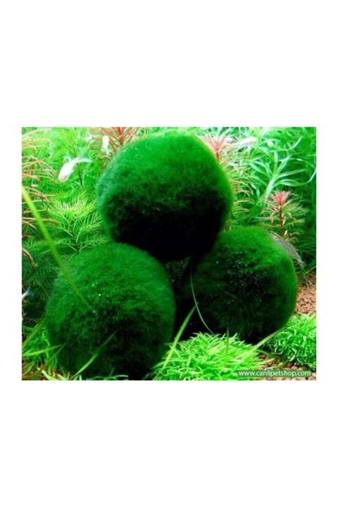 TROPİKAL Marimo Şans Yosun Topu (MOSS BALL) 1 Ad Çap 2 Cm