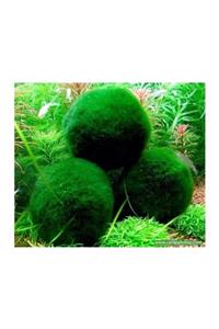 TROPİKAL Marimo Şans Yosun Topu (MOSS BALL) 1 Ad Çap 2 Cm