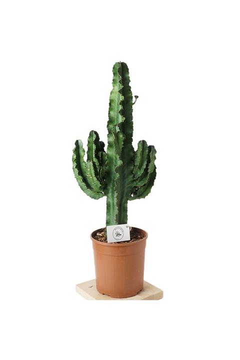 Heryerbitki Süs Bitkileri Euphorbia Erytrea Cactus Large Kaktüs- 80 cm Plastik Saksılı